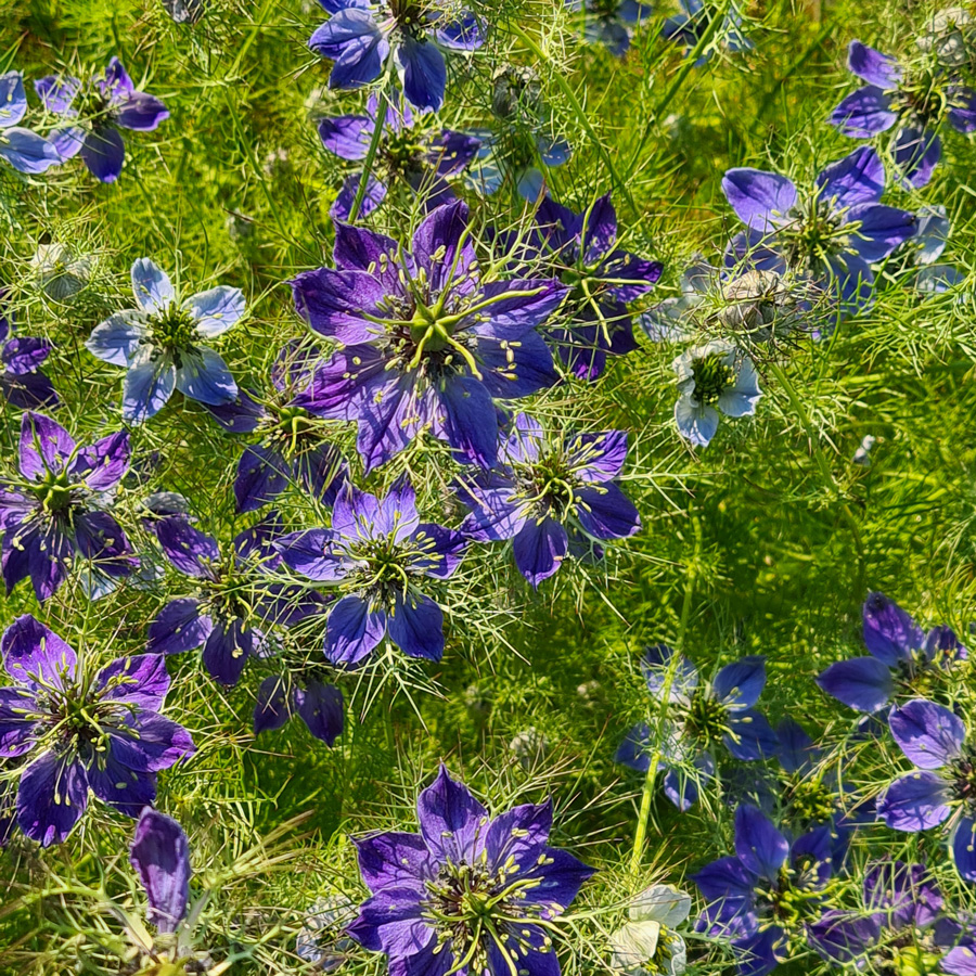 Nigelles en fleurs