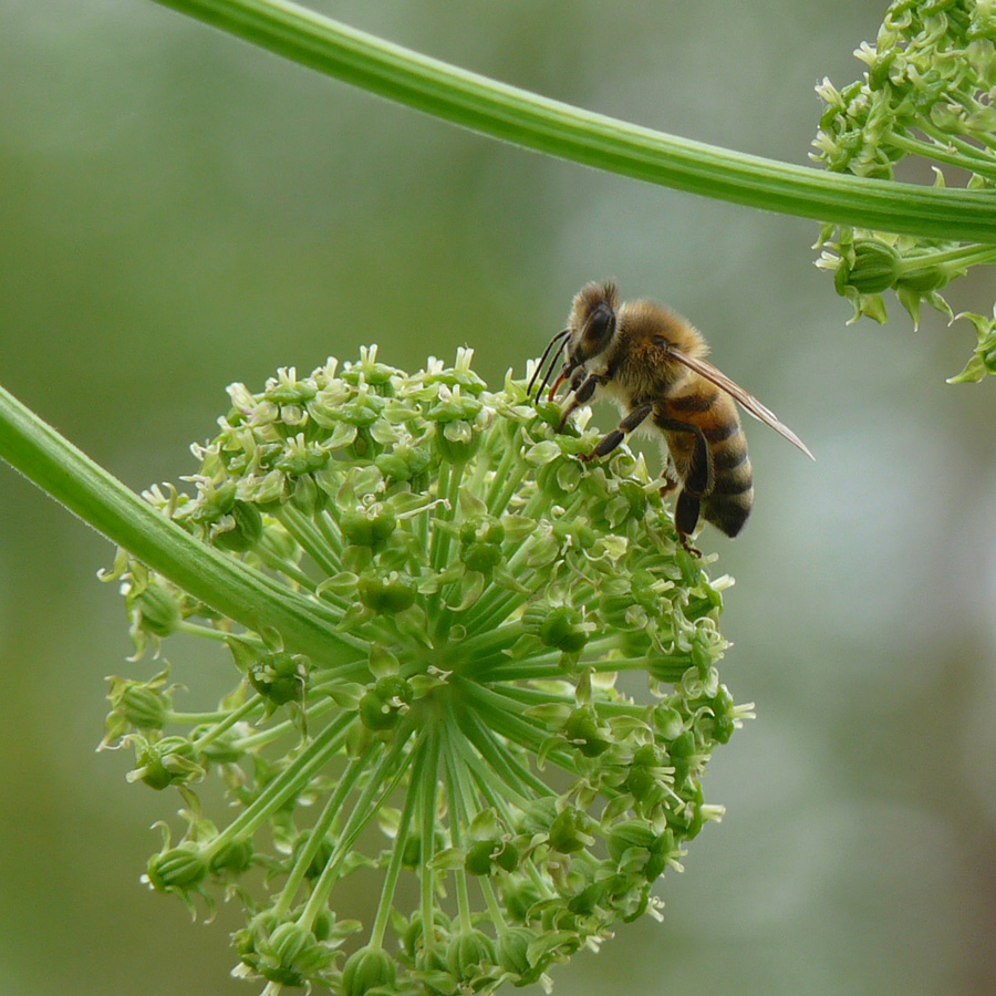 création de jardins nourriciers