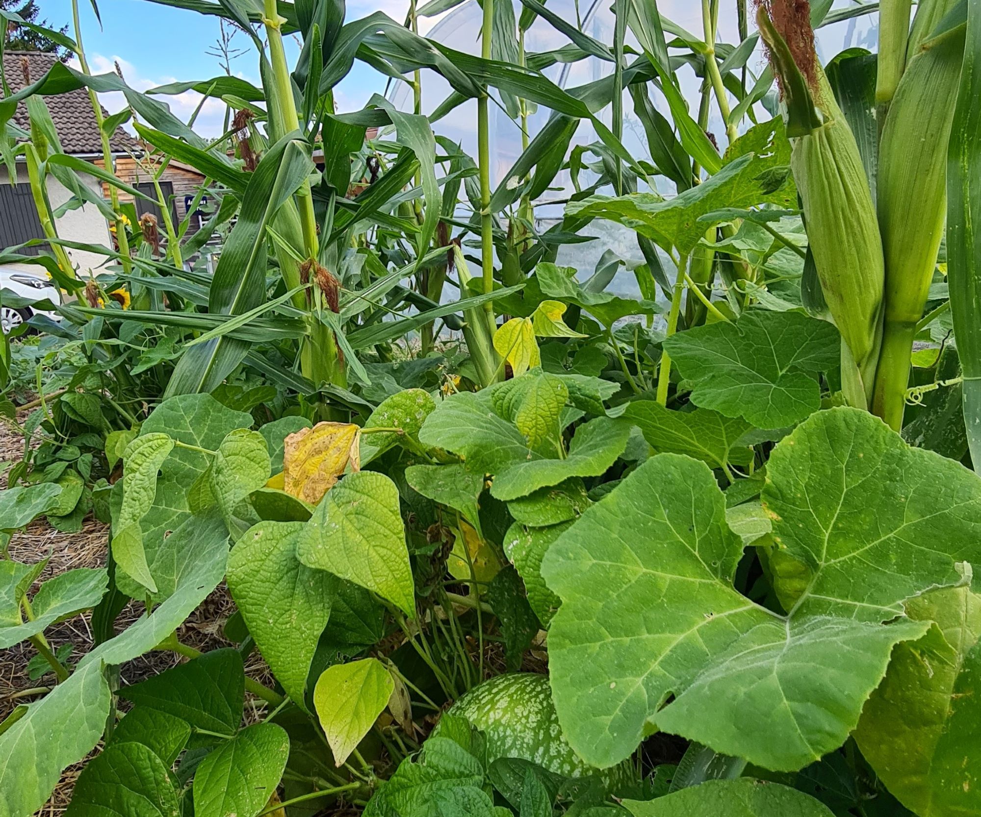 jardin nourricier permacole