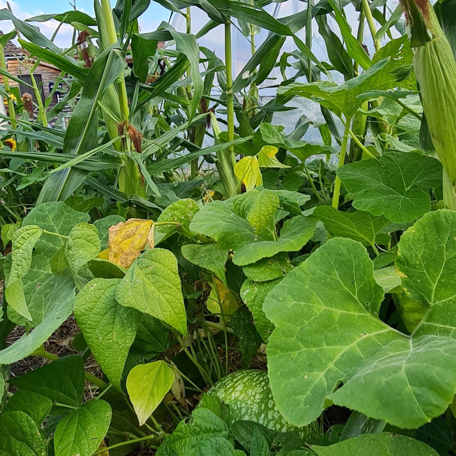 jardin nourricier permacole