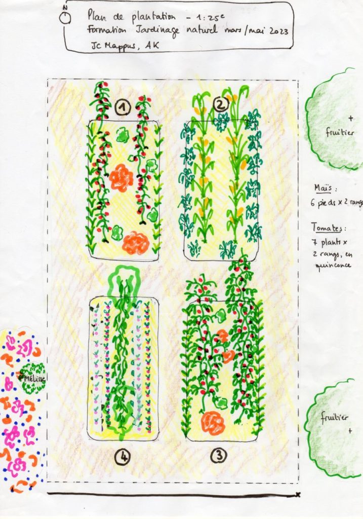 plan plantation potager Ateliers Kaléido Permaculture