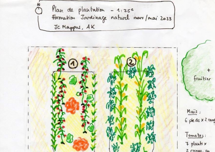 Faire son plan de plantation pour démarrer son potager 