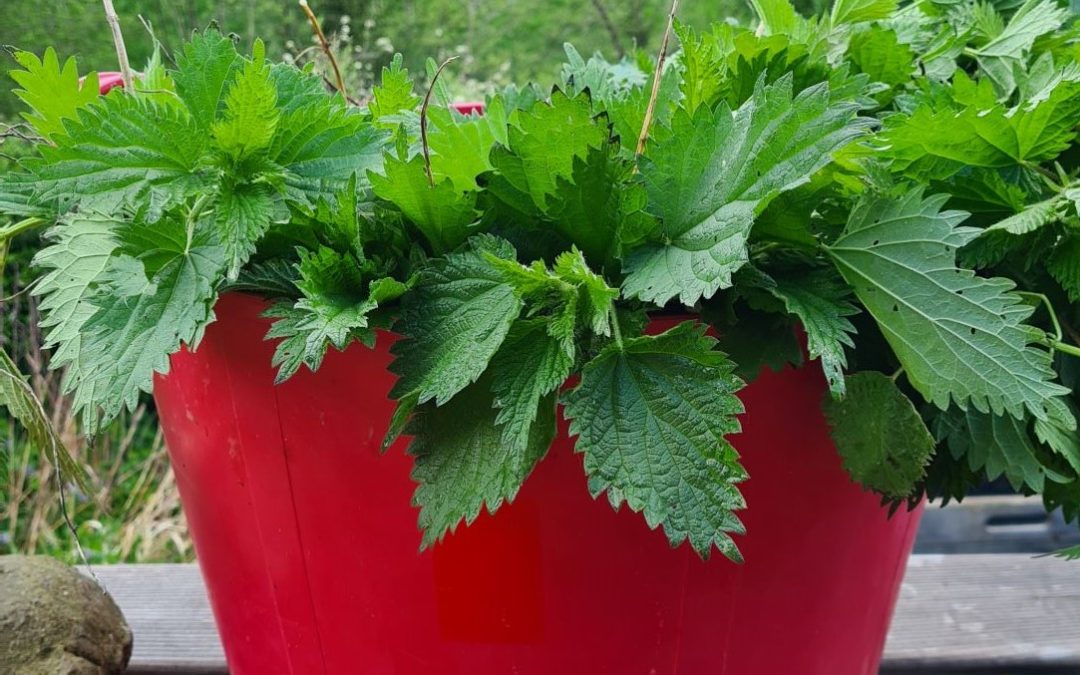 Favoriser l’abondance au jardin potager avec les purins de plantes