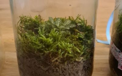 Fabriquer un terrarium