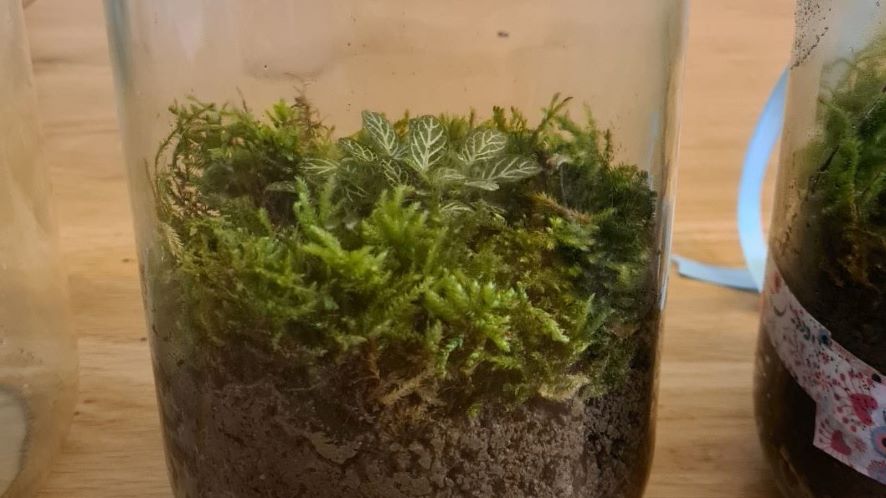 Fabriquer un terrarium