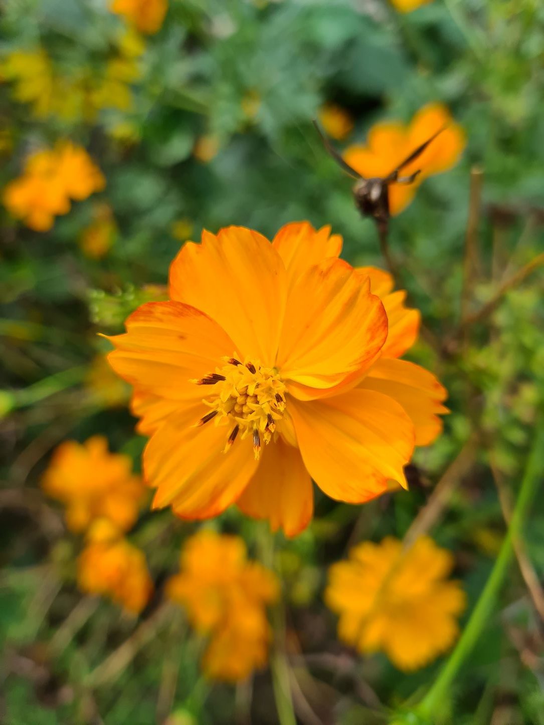 cosmos sulfureux