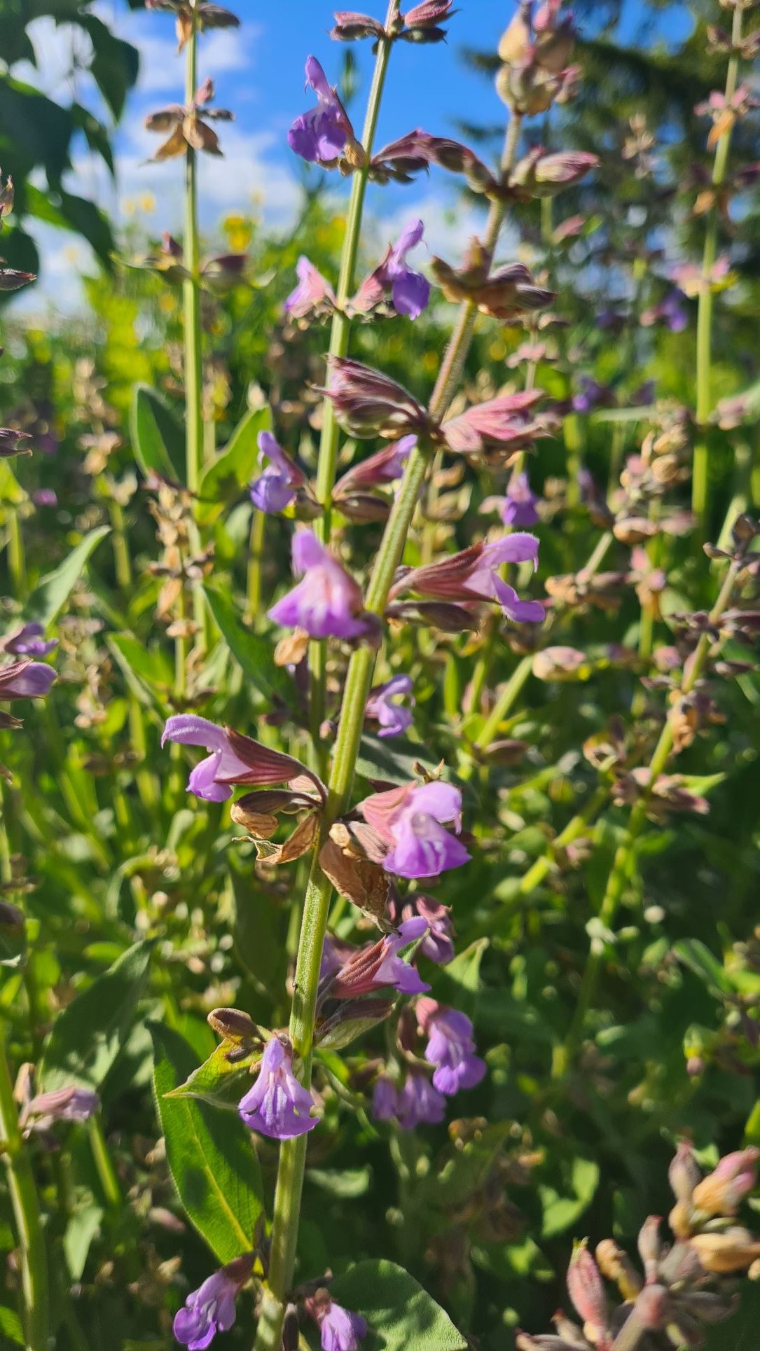 fleurs de sauge