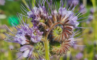 Augmenter la biodiversité au jardin avec les fleurs