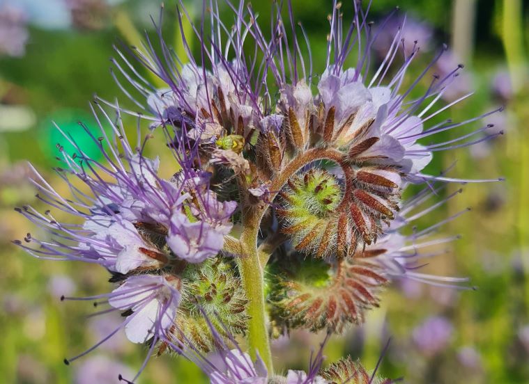 Augmenter la biodiversité au jardin avec les fleurs