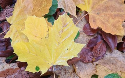 Deux techniques pour amender le sol à l’automne dans son potager