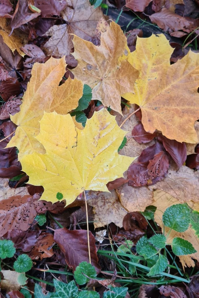 feuilles d'automne sol forêt